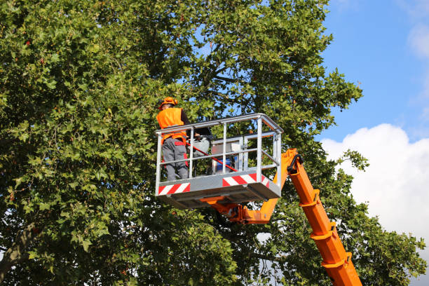 Best Affordable Tree Service  in Ore City, TX